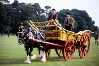 Picture of shire horse pulling a haywain