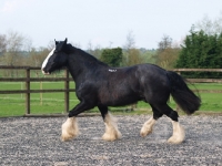 Picture of Shire horse running