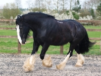 Picture of Shire horse running