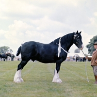 Picture of shire horse stallion at a show