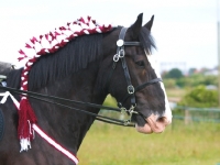Picture of Shire horse with decorated mane