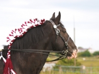 Picture of Shire horse with decorated mane