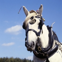 Picture of shire horse with ear caps