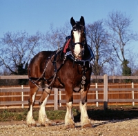 Picture of shire horse with harness