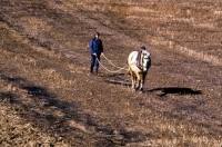 Picture of shire horse working