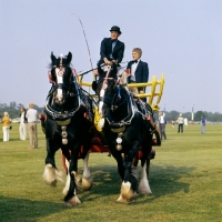 Picture of shire horses at display on smiths lawn