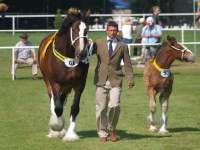 Picture of Shire horses at event