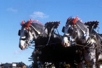 Picture of shire horses at ploughing match