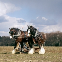 Picture of shire horses at spring working