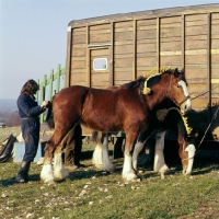 Picture of shire horses, groom plaiting tail  