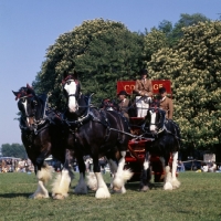 Picture of shire horses, heavy turnout at windsor show