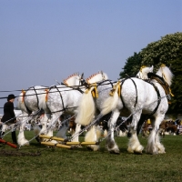 Picture of shire horses in a musical drive, windsor
