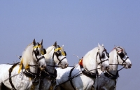 Picture of shire horses in a musical drive, windsor show