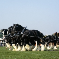 Picture of shire horses in a musical drive, windsor