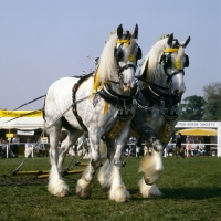 Picture of shire horses in musical drive of heavy horses