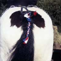 Picture of shire horse's plaited tail