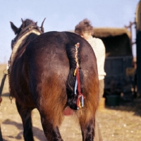 Picture of shire horse's plaited tail