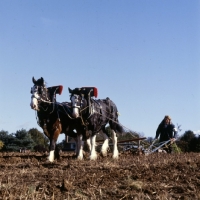 Picture of shire horses ploughing in competition