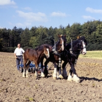 Picture of shire horses, two adults and foal, at ploughing competition.