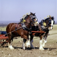 Picture of shire horses working in spring