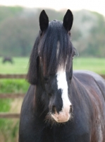 Picture of Shire horse