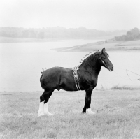 Picture of shire stallion, grangewood william 