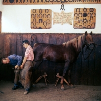 Picture of shoeing a schwarzwalder horse at marbach stud, germany