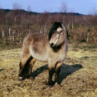 Picture of shon, welsh mountain pony stallion in winter coat
