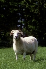 Picture of shorn portland ewe