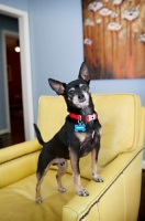 Picture of short-haired chihuahua balancing on arm of chair