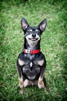 Picture of short-haired chihuahua balancing on back legs
