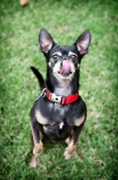 Picture of short-haired chihuahua licking nose