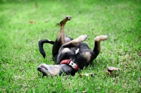 Picture of short-haired chihuahua rolling in grass