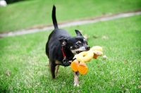 Picture of short-haired chihuahua running with toy in mouth