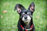 Picture of short-haired chihuahua 