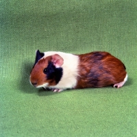 Picture of short-haired tortoiseshell and white pet guinea pig side view