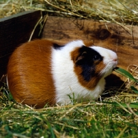 Picture of short-haired tortoiseshell and white guinea pig in a pen