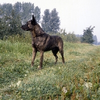 Picture of short coated dutch shepherd dog in the countryside