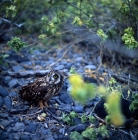 Picture of short eared owl on ground, hood island, galapagos islands