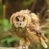 Picture of short eared owl