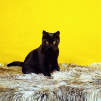 Picture of short hair black cat in studio