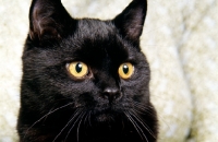 Picture of short hair black cat portrait