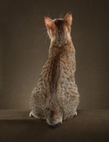 Picture of Short haired Pixie Bob cat, back view