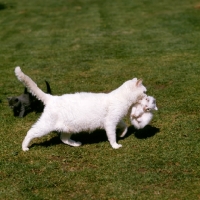 Picture of short haired white cat carrying her kitten
