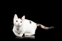 Picture of shorthaired Bambino cat on black background
