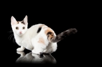 Picture of shorthaired Bambino cat on black background