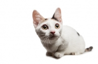 Picture of shorthaired Bambino cat on white background, front view