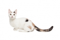 Picture of shorthaired Bambino cat on white background, looking up