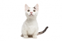 Picture of shorthaired Bambino cat on white background, looking up
