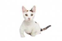 Picture of shorthaired Bambino cat on white background, looking at camera